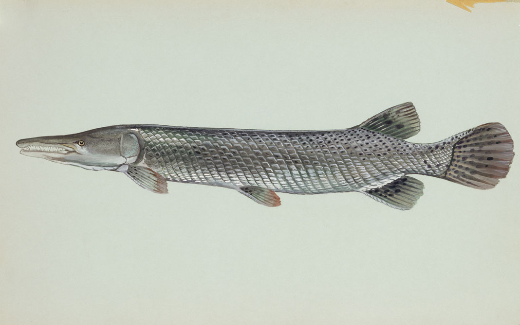 Alligator Gar Details ND Fish Finder