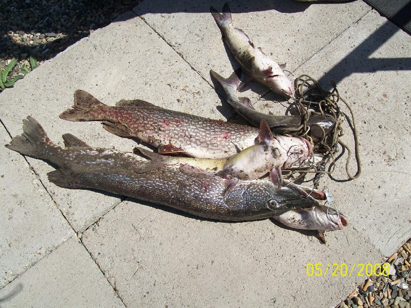 northerns & catfish