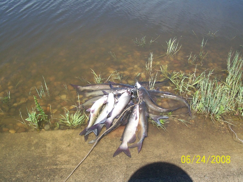 catfish at deep water ramp near Mandaree