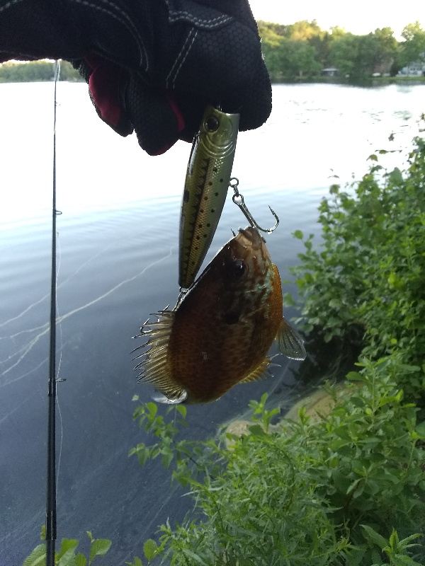 Brave Crappie