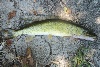 Pickerel 